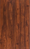 3081-Melbourne-Acacia-WT